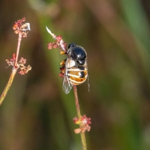 Ogcodes basalis at Murrumbateman, NSW - 6 Nov 2023