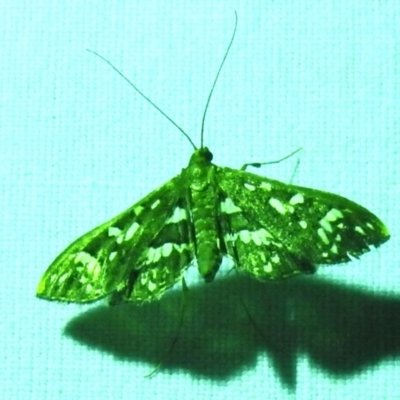 Ischnurges illustralis (A Crambid moth) at Canberra Central, ACT - 3 Nov 2023 by JohnBundock