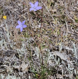 Wahlenbergia capillaris at Belconnen, ACT - 28 Oct 2023