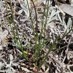 Wahlenbergia capillaris at Belconnen, ACT - 28 Oct 2023