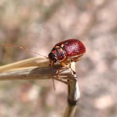 Cadmus (Cadmus) strigillatus at Belconnen, ACT - 30 Oct 2023 by CathB