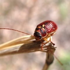 Cadmus (Cadmus) strigillatus at Belconnen, ACT - 31 Oct 2023