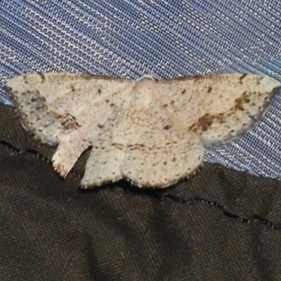 Taxeotis intextata (Looper Moth, Grey Taxeotis) at ANBG - 3 Nov 2023 by JohnBundock