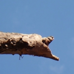 Callocephalon fimbriatum (identifiable birds) (Gang-gang Cockatoo (named birds)) at Mount Painter - 6 Nov 2023 by CathB