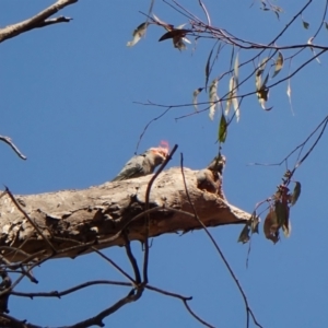 Callocephalon fimbriatum (identifiable birds) at Cook, ACT - suppressed