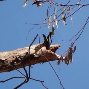 Callocephalon fimbriatum (identifiable birds) at Cook, ACT - suppressed