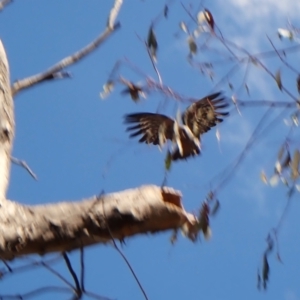 Callocephalon fimbriatum (identifiable birds) at Cook, ACT - suppressed