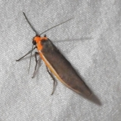 Palaeosia bicosta (Two-ribbed Footman) at Canberra Central, ACT - 3 Nov 2023 by JohnBundock