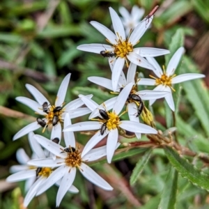 Olearia erubescens at Yass River, NSW - 4 Nov 2023