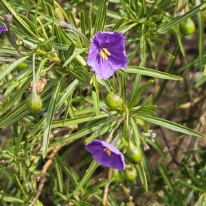 Solanum linearifolium at Belconnen, ACT - 28 Oct 2023