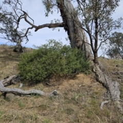 Solanum linearifolium at Belconnen, ACT - 28 Oct 2023