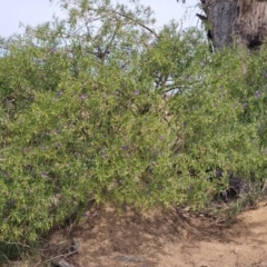 Solanum linearifolium at Belconnen, ACT - 28 Oct 2023