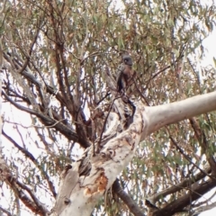 Callocephalon fimbriatum (Gang-gang Cockatoo) at Aranda Bushland - 4 Nov 2023 by CathB