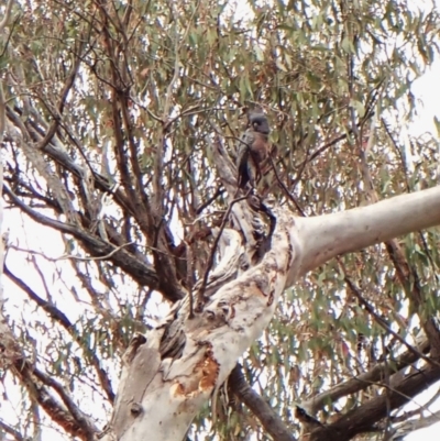 Callocephalon fimbriatum (Gang-gang Cockatoo) at Aranda Bushland - 5 Nov 2023 by CathB