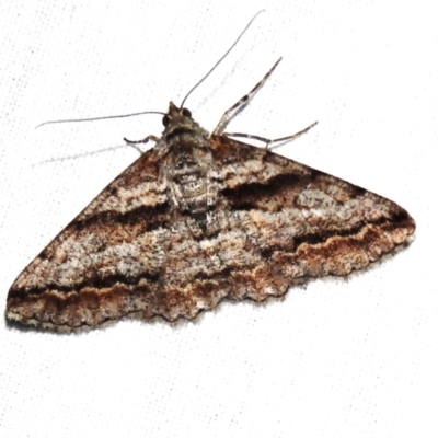 Gastrinodes bitaeniaria (Buff Bark Moth) at ANBG - 3 Nov 2023 by JohnBundock