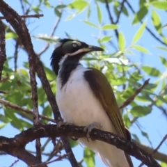 Entomyzon cyanotis (Blue-faced Honeyeater) at Farrer, ACT - 6 Nov 2023 by MatthewFrawley