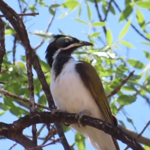 Entomyzon cyanotis at Farrer, ACT - 6 Nov 2023