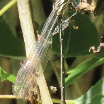 Austroargiolestes icteromelas (Common Flatwing) at Barton, ACT - 6 Nov 2023 by RobParnell