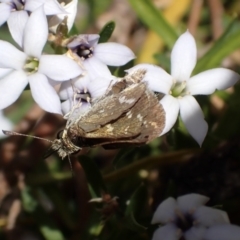 Taractrocera papyria at Murrumbateman, NSW - 5 Nov 2023 02:14 PM