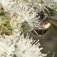 Lasioglossum (Australictus) peraustrale (Halictid bee) at Mount Annan, NSW - 20 Oct 2023 by JudeWright