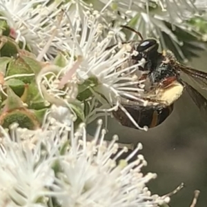 Lasioglossum (Australictus) peraustrale at Mount Annan, NSW - 20 Oct 2023