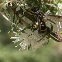 Lasioglossum (Australictus) peraustrale at Mount Annan, NSW - 20 Oct 2023