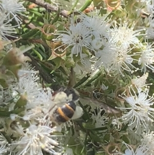 Lasioglossum (Australictus) peraustrale at Mount Annan, NSW - 20 Oct 2023