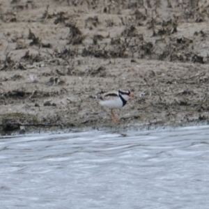 Charadrius melanops at Wallaroo, NSW - 5 Nov 2023