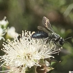 Unidentified Bee (Hymenoptera, Apiformes) at Mount Annan, NSW - 20 Oct 2023 by JudeWright