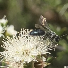 Euryglossa ephippiata at Mount Annan, NSW - 20 Oct 2023 by JudeWright