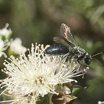 Unidentified Bee (Hymenoptera, Apiformes) at Mount Annan, NSW - 20 Oct 2023 by JudeWright
