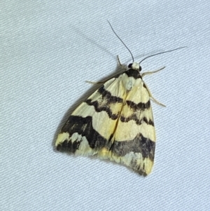 Termessa gratiosa at Jerrabomberra, NSW - 6 Nov 2023