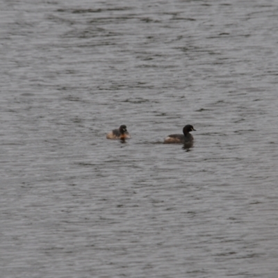 Tachybaptus novaehollandiae (Australasian Grebe) at Wallaroo, NSW - 5 Nov 2023 by Paul@93