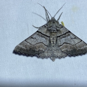 Hypobapta (genus) at Jerrabomberra, NSW - 6 Nov 2023