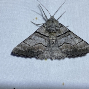 Hypobapta (genus) at Jerrabomberra, NSW - 6 Nov 2023