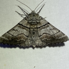 Hypobapta (genus) at Jerrabomberra, NSW - 6 Nov 2023