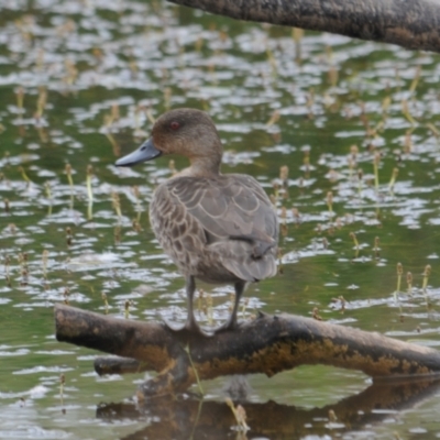 Anas castanea (Chestnut Teal) at Wallaroo, NSW - 4 Nov 2023 by Paul@93