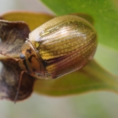 Paropsisterna cloelia (Eucalyptus variegated beetle) at Murrumbateman, NSW - 5 Nov 2023 by SimoneC