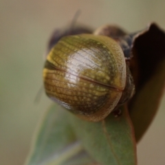 Paropsisterna cloelia at Murrumbateman, NSW - 5 Nov 2023