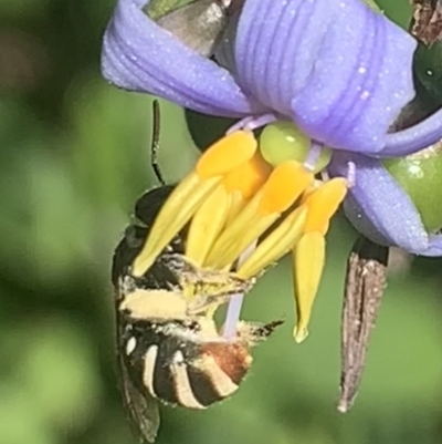 Lipotriches (Austronomia) phanerura (Halictid Bee) at Dulwich Hill, NSW - 22 Oct 2023 by JudeWright