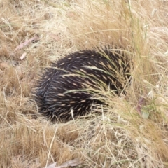 Tachyglossus aculeatus (Short-beaked Echidna) at Murrumbateman, NSW - 5 Nov 2023 by SimoneC