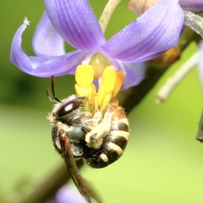 Lipotriches (Austronomia) phanerura (Halictid Bee) at Dulwich Hill, NSW - 3 Nov 2023 by JudeWright