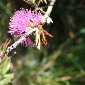 Ocybadistes walkeri at Murrumbateman, NSW - 6 Nov 2023 01:40 PM