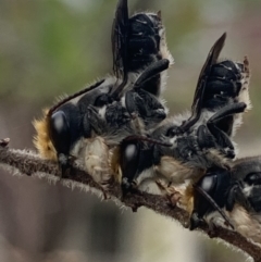 Megachile lucidiventris (Resin bee, Megachilid bee) at Dulwich Hill, NSW - 4 Nov 2023 by JudeWright