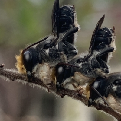 Megachile lucidiventris (Resin bee, Megachilid bee) at Dulwich Hill, NSW - 3 Nov 2023 by JudeWright