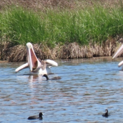 Pelecanus conspicillatus (Australian Pelican) at Fyshwick, ACT - 6 Nov 2023 by RodDeb