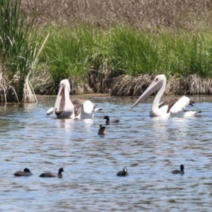 Pelecanus conspicillatus at Fyshwick, ACT - 6 Nov 2023