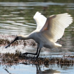 Platalea regia (Royal Spoonbill) at Jerrabomberra Wetlands - 6 Nov 2023 by RodDeb