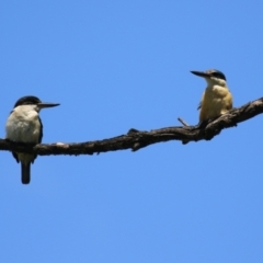 Todiramphus sanctus (Sacred Kingfisher) at Jerrabomberra Wetlands - 6 Nov 2023 by RodDeb