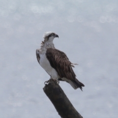 Pandion haliaetus (Osprey) at Wellington Point, QLD - 5 Nov 2023 by TimL